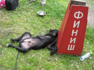 Дрессировка собак для управляемости